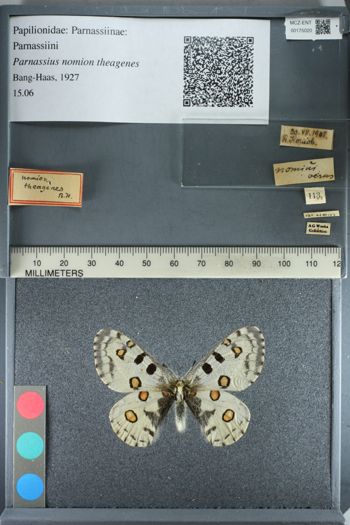 Media type: image;   Entomology 175020